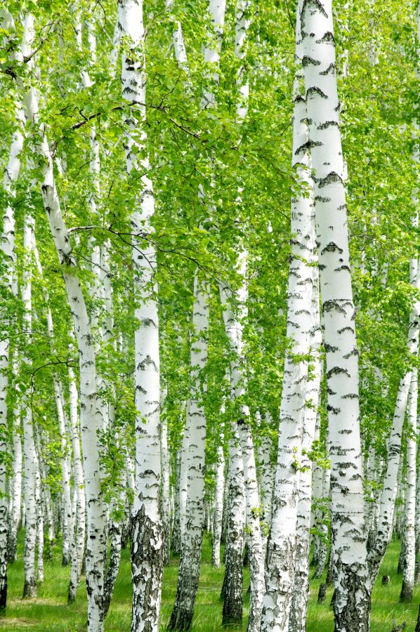 Картина на холсте березовая роща, арт hd0936501